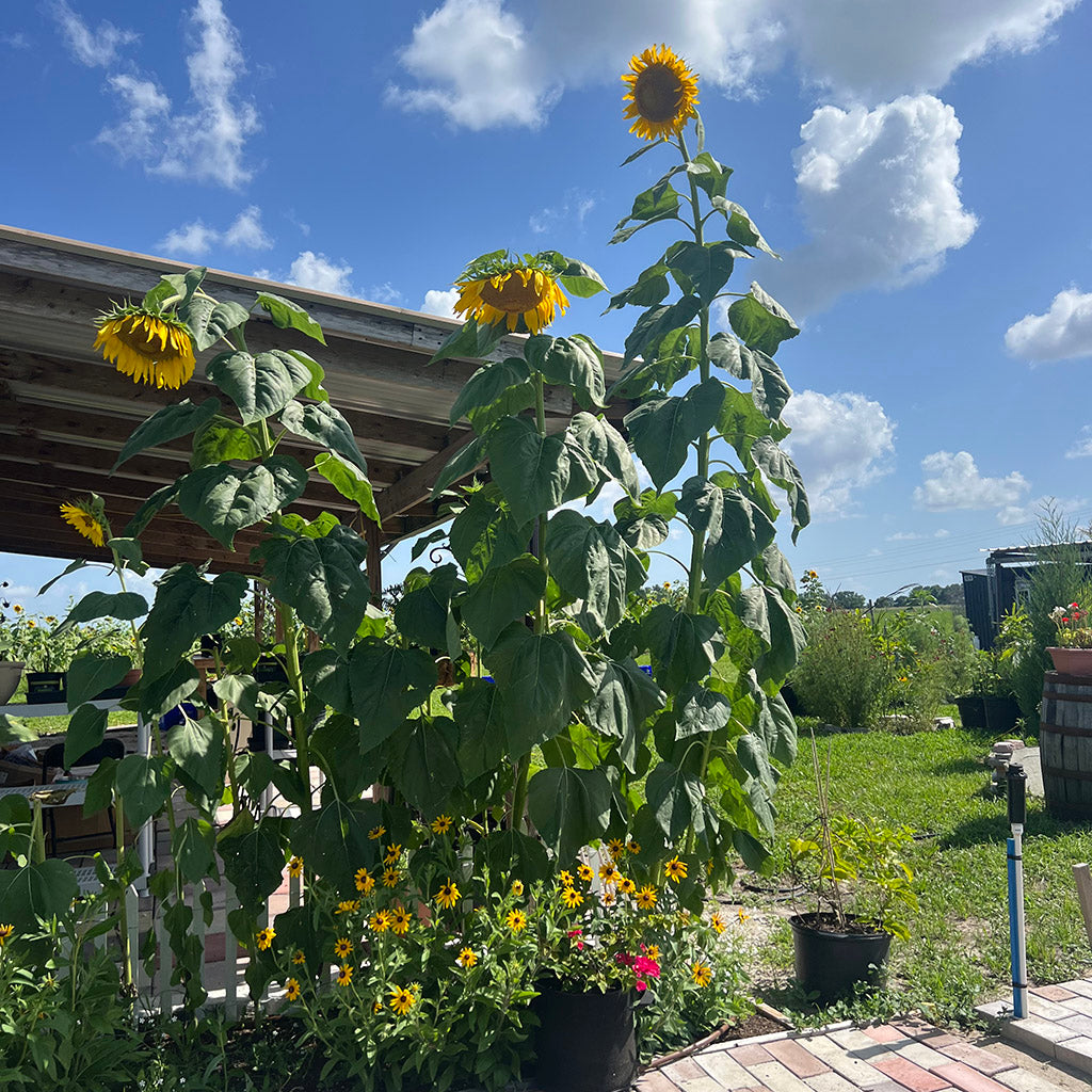 Mammoth Sunflowers Seeds (100 Seeds)